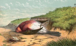 Dead Robin