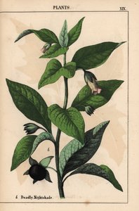 Deadly nightshade, from 