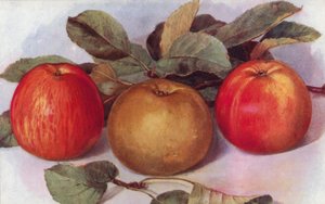 Dessert Apples by English School