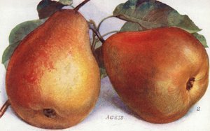Dessert Pears