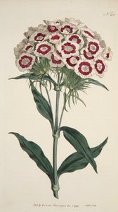 Dianthus Barbatus Bearded Pink