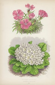 Dianthus Glacialis; Primula Nivalis by English School