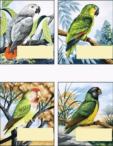 Different Kinds of Parrot by English School
