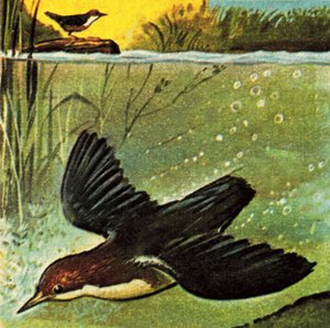 Dipper by English School