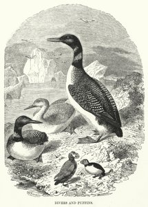 Divers and Puffins (engraving) by English School