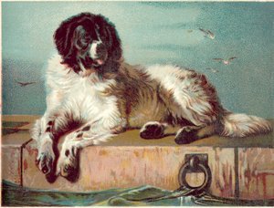 Dog Sitting on Edge of Sea by English School