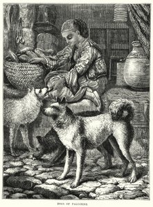 Dogs of Palestine by English School