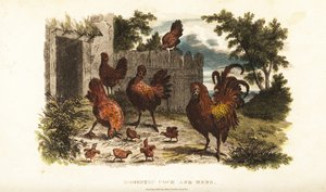 Domestic cock and hen with chicks in a barnyard