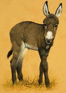 Donkey Foal by English School