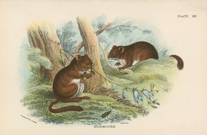 Dormouse by English School