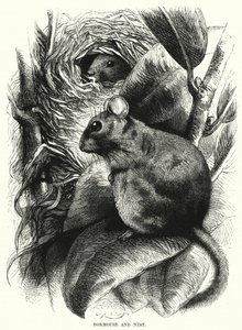 Dormouse and Nest by English School