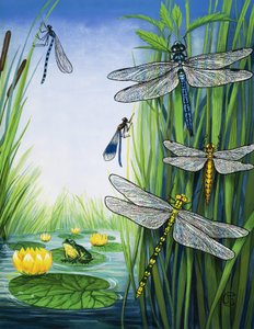 Dragonflies