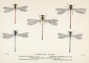 Dragonflies: Damsel-Flies