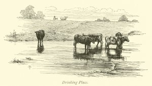 Drinking Place