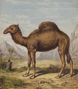 Dromedary