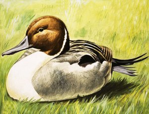 Duck