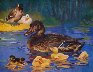 Ducks and ducklings by English School
