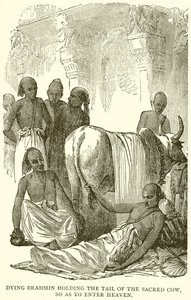 Dying Brahmin Holding the Tail of the Sacred Cow, So as to Enter Heaven by English School