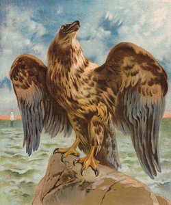 Eagle by English School