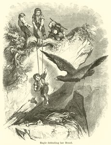 Eagle Defending Her Brood
