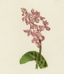 Early Purple Orchis, Orchis Mascula