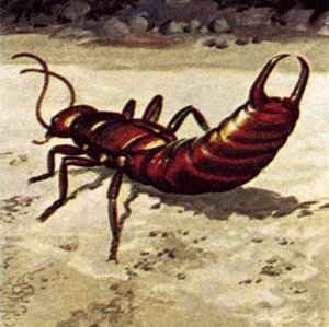 Earwig by English School