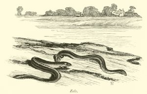 Eels by English School