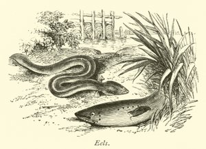 Eels by English School
