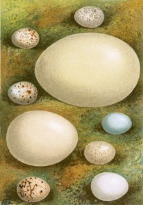 Eggs by English School