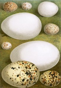 Eggs by English School