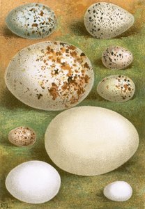 Eggs by English School