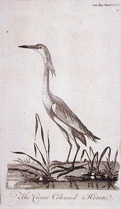 Egret, from 