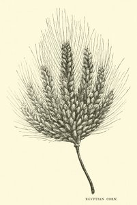 Egyptian Corn by English School