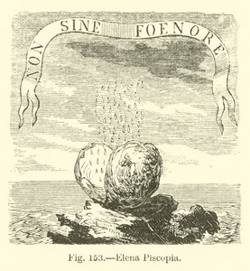 Elena Piscopia by English School