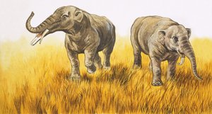 Elephants