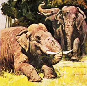 Elephants kneeling by English School