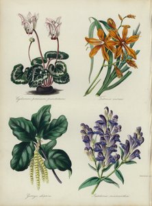 English Flower Garden: Cyclamen persicum punctatum, Tritonia aurea, Garrya elliptica, Scutellaria macrantha by English School