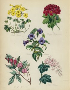 English Flower Garden: Oxalis Cernua, Unique Pelargonium, Torenia Asiatica, Dielytra Spectabilis, Ribes Albidum by English School