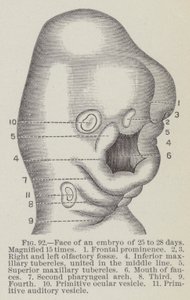 Face of an embryo of 25 to 28 days, magnified 15 times by English School