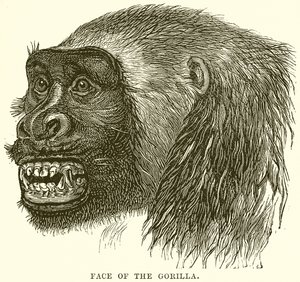 Face of the Gorilla
