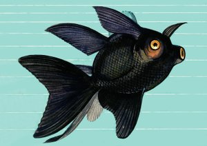 Fantail Blackmoor