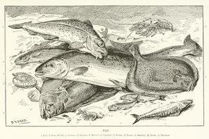 Fish