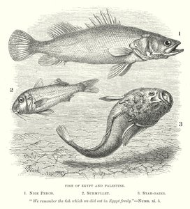 Fish of Egypt and Palestine (engraving) by English School
