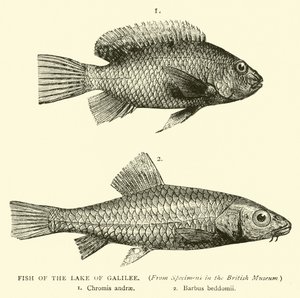 Fish of the Lake of Galilee