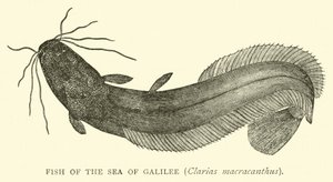 Fish of the Sea of Galilee, Clarias Macracanthus by English School
