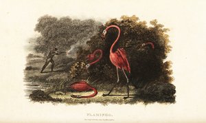 Flamingoes watching in astonishment as their companions are slaughtered by a hunter by English School
