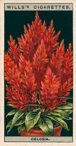 Flower Culture in Pots: Celosia by English School
