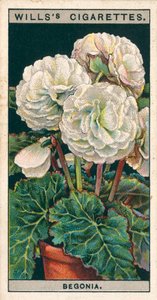 Flower Culture in Pots: Double Tuberous-Rooted Begonia