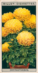 Flower Culture in Pots: Dwarf Chrysanthemum by English School