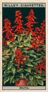 Flower Culture in Pots: Salvia